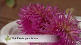 Growing gomphrena  Trisha Shirey  Central Texas Gardener [upl. by Nahraf]