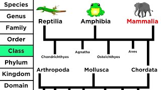 Phylogeny and the Tree of Life [upl. by Mauricio871]