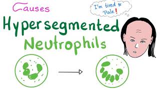 Neutrophil Extracellular Trap [upl. by Nyleve968]