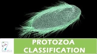 PROTOZOA CLASSIFICATION [upl. by Aisatana]