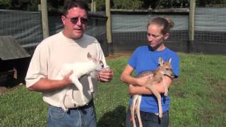 Rare Piebald Whitetailed Deer Fawn [upl. by Aimat]