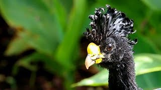 Great Curassow [upl. by Eirrak]