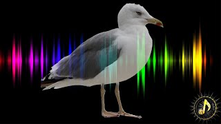 Close Up Seagull Bird Call Sound Effect [upl. by Anahcar]