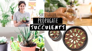 How to Successfully Propagate Succulents  Garden Up [upl. by Micro]