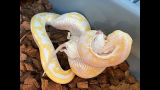 How I feed frozenthawed rodents to my Ball Pythons [upl. by Tinaret]