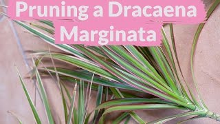 A Dracaena Marginata Needs Pruning How To Do It [upl. by Berneta]