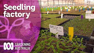 Lockdown seedling production in the plant plant  Discovery  Gardening Australia [upl. by Neemsay]