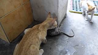 Cat catches a rat [upl. by Mathilda]