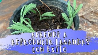 Cómo reproducir lavandas con éxito NO falla muy fácil Lavandas Gratis Esquejes [upl. by Ahsenrat10]