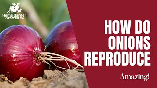 Video How Do Onions Reproduce [upl. by Dahsraf]