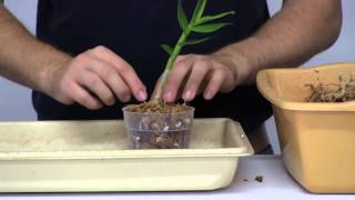 How to Stimulate New Root Growth on Orchids [upl. by Navannod844]