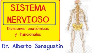 SISTEMA NERVIOSO explicado FÁCIL anatomía y fisiología [upl. by Atik27]