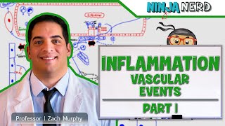 Immunology  Inflammation Vascular Events Part 1 [upl. by Heringer]