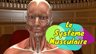 Physiologie humaine Le Système Musculaire  The Muscular System [upl. by Etnahsa926]