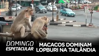 Macacos dominam cidade de Lopburi na Tailândia [upl. by Sandstrom582]