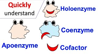 Cofactors  Coenzymes  Holoenzyme  Apoenzyme [upl. by Pattison821]