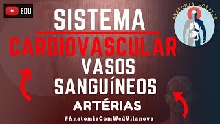 Sistema Cardiovascular Vasos Sanguíneos  ARTÉRIAS  IRRIGAÇÃO  Anatomia Prática  VideoAula [upl. by Lucius643]