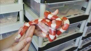 How to Care for KingsnakesMilksnakes plus fun facts [upl. by Aksoyn]