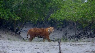 Feared Loved Worshipped The Enigma of the Sundarbans Tiger [upl. by Putscher]