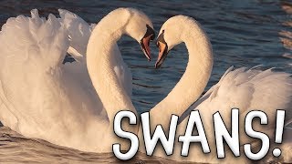 Swans Swan Facts for Kids [upl. by Verras]