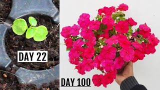 RIGHT Way To GROW Impatiens from Seeds  START to FINISH [upl. by Olbap]