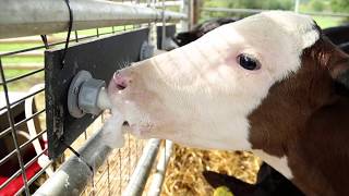 Mob Feeding Calves outside  Made easy [upl. by Haidebez]