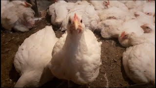 Отглеждане на пилета бройлери  broiler chickens [upl. by Nosnev36]