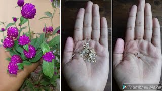 How to Collect VIABLE Gomphrena Seeds  Globe Amaranth Seeds  Gomphrena Plant  Harvest Seeds [upl. by Fletch]