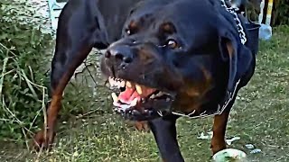 Angry Dogs Compilation [upl. by Vod587]