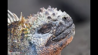 Facts The Marine Iguana [upl. by Schaefer]