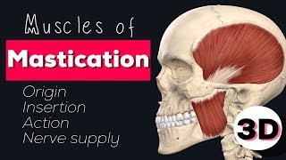 MUSCLES OF MASTICATION  3D [upl. by Airretal276]