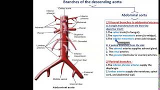 Arteries of the Thorax  Dr Ahmed Farid [upl. by Amolap]