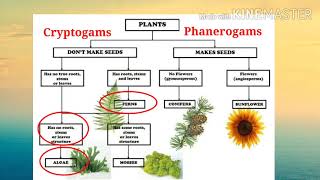 Introduction to Plant KingdomCryptogams [upl. by Nedgo]