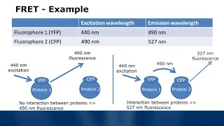 Fluorescence Spectroscopy Tutorial  Typical Applications [upl. by Yalhsa427]