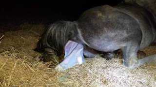 GRAPHIC VIDEO My pregnant mare foaling  Entire birth captured on video [upl. by Etezzil]