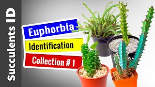 SUCCULENT TYPES  EUPHORBIA Collection 1  Succulent Identification [upl. by Charron]