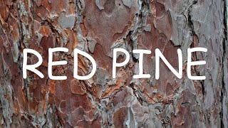 How to identify red pine Pinus resinosa  TREE ID 3 [upl. by Brown]