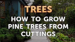 How to Grow Pine Trees From Cuttings [upl. by Otila651]