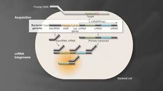 How to perform a CRISPR Knockin Experiment [upl. by Eikin]