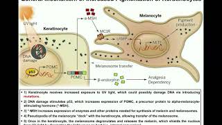 How do Melanocytes Make Melanin Melanogenesis Mechanism [upl. by Damour]