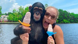 BABY CHIMP LEARNS TO MAKE POPSICLES [upl. by Annahsed917]