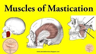 Muscles of Mastication made easy [upl. by Ieso]