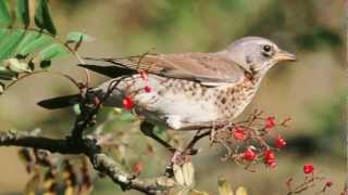 BTO Bird ID  Redwing and Fieldfare [upl. by Wallford]