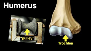 Humerus [upl. by Acnayb862]