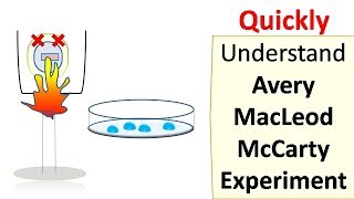 Avery MacLeod McCarty experiment [upl. by Sonitnatsok316]