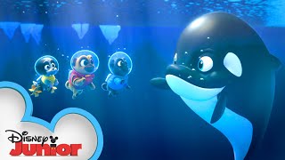 Under the Antarctic Lights  Puppy Dog Pals  disneyjr [upl. by Hgieleak]