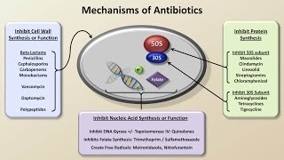 Mechanisms and Classification of Antibiotics Antibiotics  Lecture 3 [upl. by Ecitnerp]