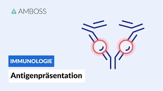 Antigenpräsentation  Biochemie  AMBOSS Video [upl. by Assirat323]