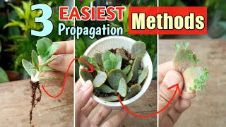 3 EASIEST WAYS of Kalanchoe Propagation [upl. by Honor]