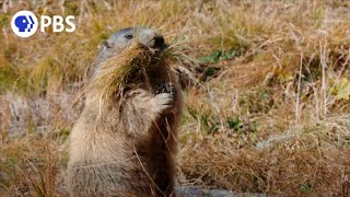 Secrets of Marmot Hibernation [upl. by Friday1]